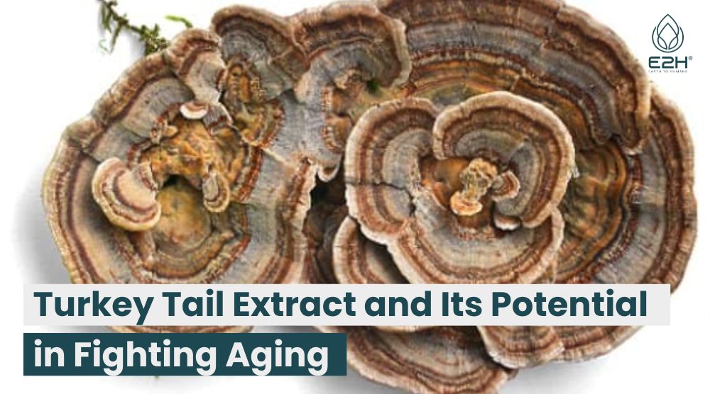 Turkey Tail Extract and Its Potential in Fighting Aging