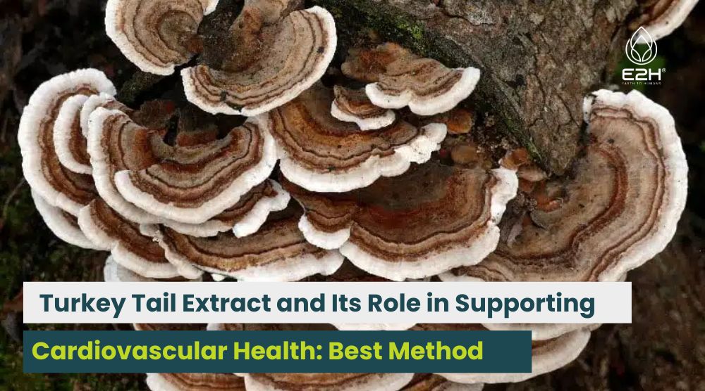 Turkey Tail Extract and Its Role in Supporting Cardiovascular Health