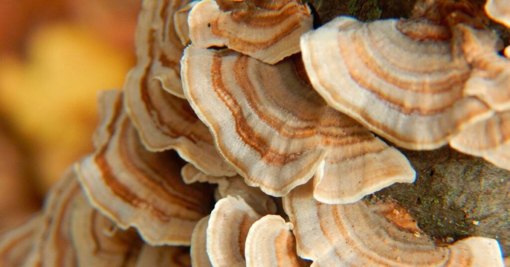 How To Grow Turkey Tail Mushroom