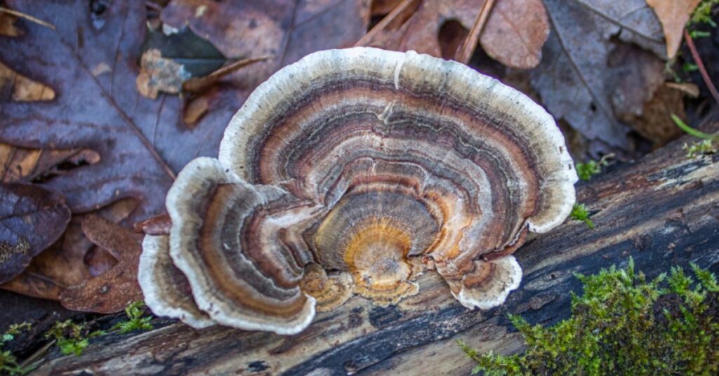 Turkey Tail Extract and Its Role in Supporting Eye Health