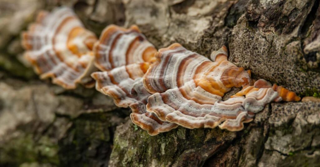 Where To Buy Turkey Tail Mushroom