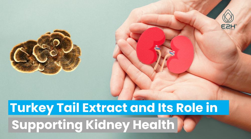 Turkey Tail Extract and Its Role in Supporting Kidney Health