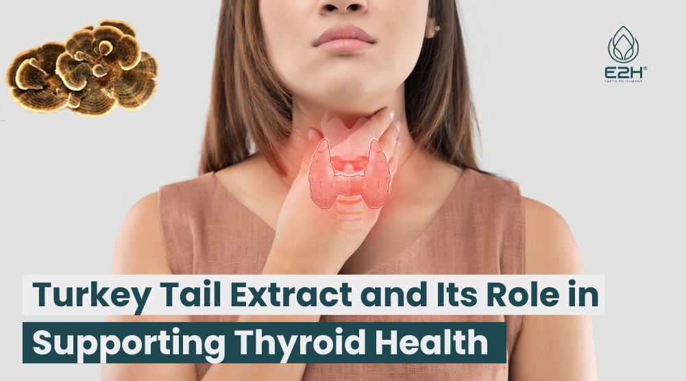 Turkey Tail Extract and Its Role in Supporting Thyroid Health