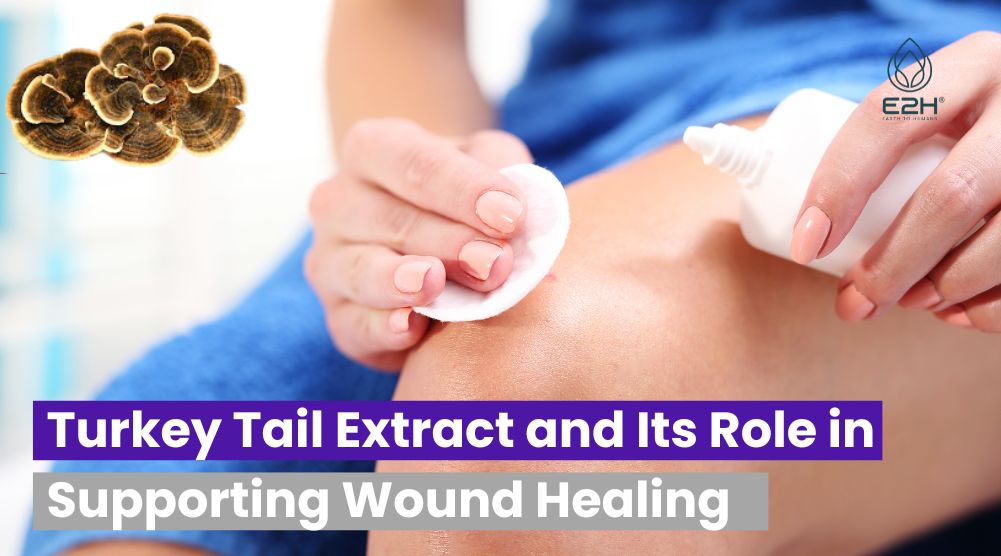 Turkey Tail Extract and Its Role in Supporting Wound Healing