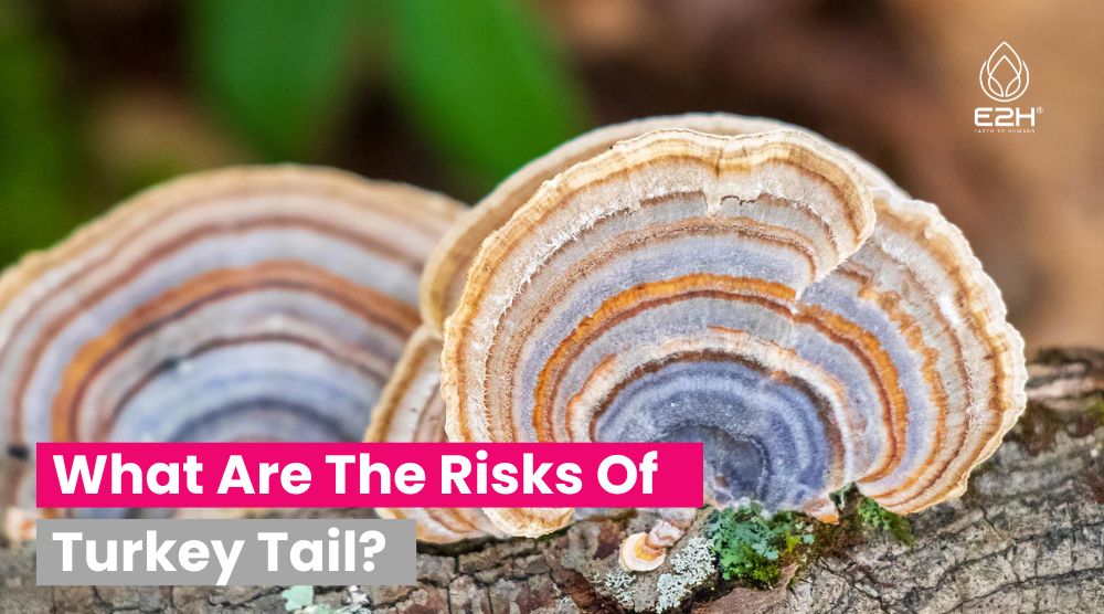 What Are The Risks Of Turkey Tail?