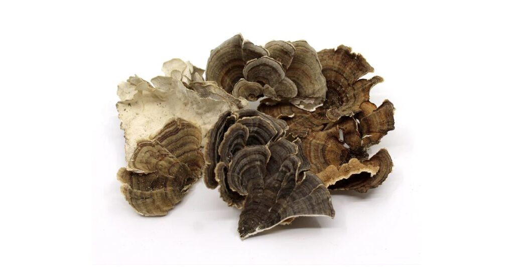 What To Do With Dried Turkey Tail Mushroom