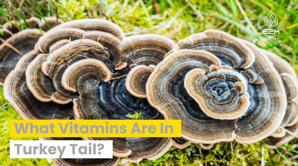 What Vitamins Are In Turkey Tail