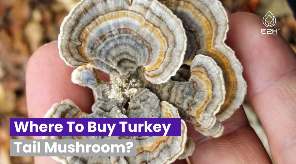 Where To Buy Turkey Tail Mushroom