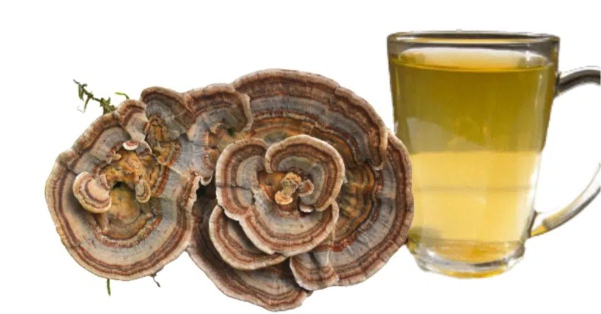 Turkey Tail Mushroom Tea Recipe Unleash The Better Taste