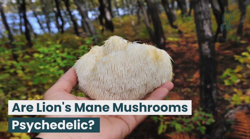 are lion's mane mushrooms psychedelic