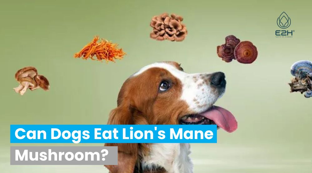 Can Dogs Eat Lion's Mane Mushroom