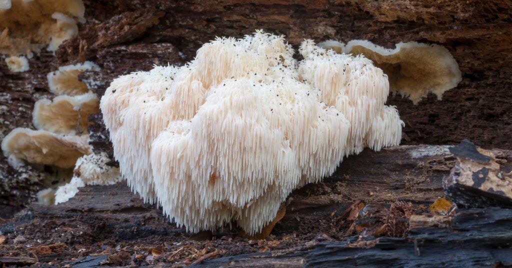How To Grow Lion's Mane Mushrooms Outdoors