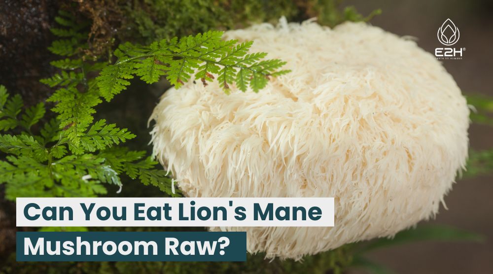 Can You Eat Lion's Mane Mushroom Raw