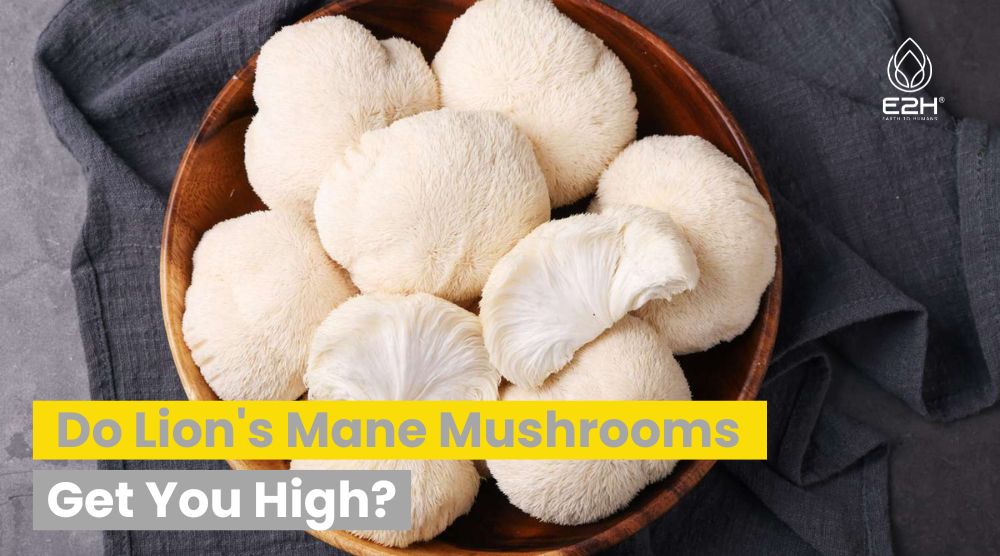 Do Lion’s Mane Mushrooms Get You High: NO!