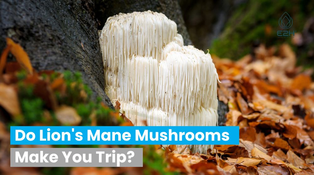 Do Lion’s Mane Mushrooms Make You Trip: NO!