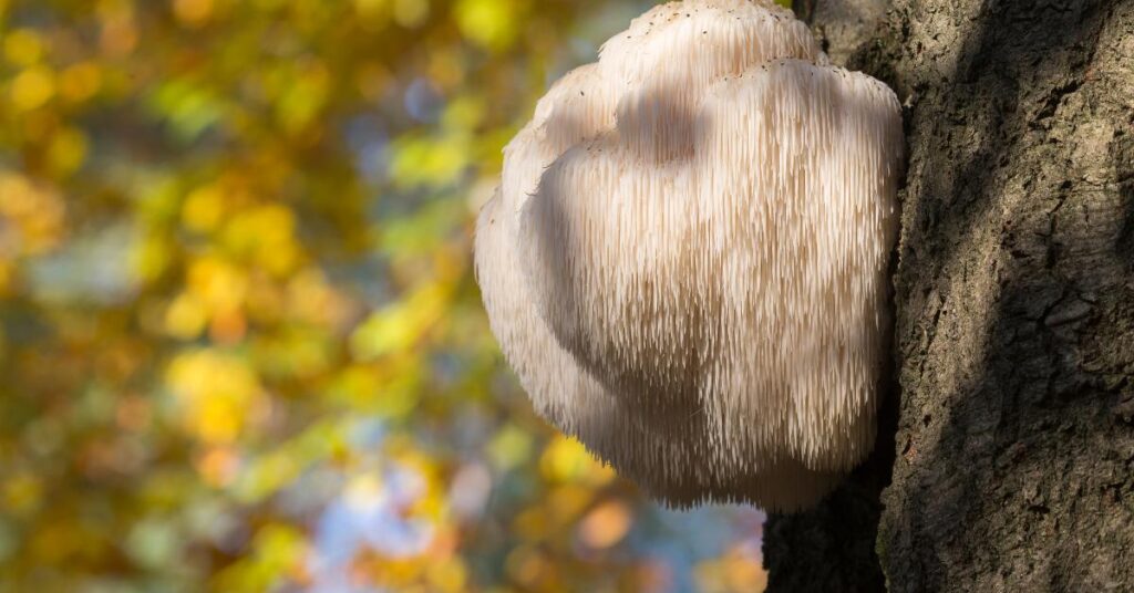Where Can I Find Lion's Mane Mushrooms