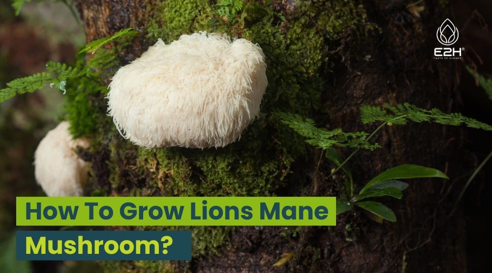 How To Grow Lions Mane Mushroom