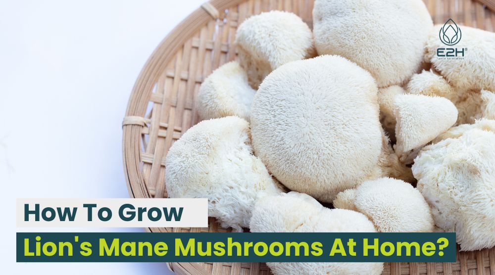 How To Grow Lion's Mane Mushrooms At Home