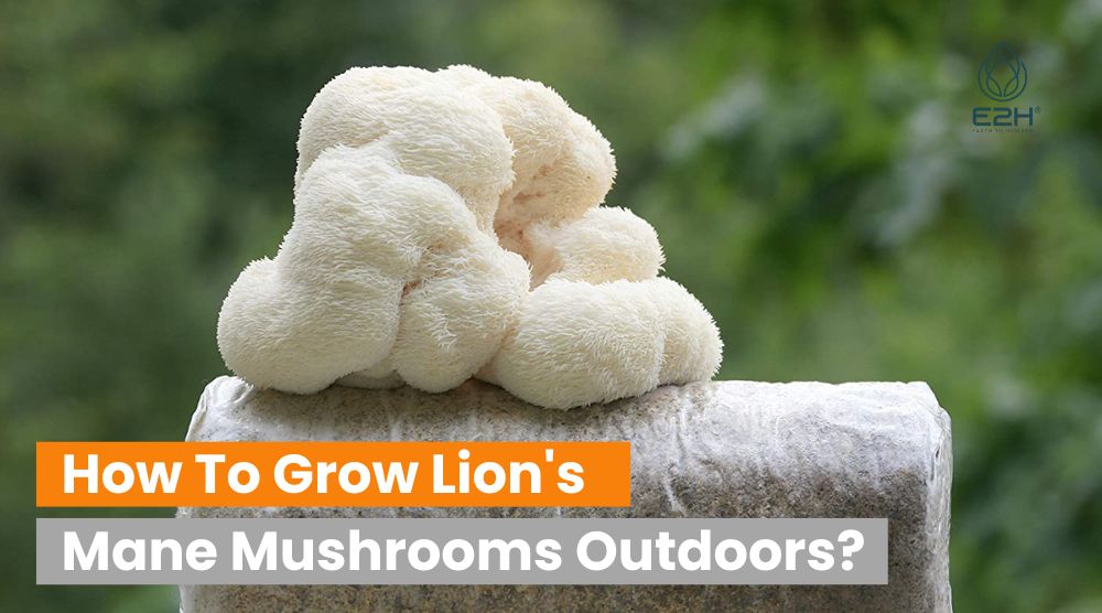How To Grow Lion's Mane Mushrooms Outdoors