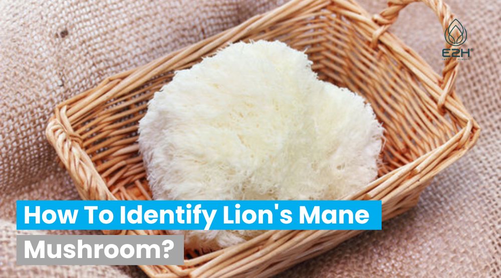 How To Identify Lion's Mane Mushroom