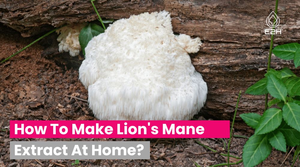 How To Make Lion’s Mane Extract At Home: Easy Process