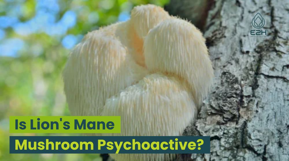 Is Lion’s Mane Mushroom Psychoactive: NO!