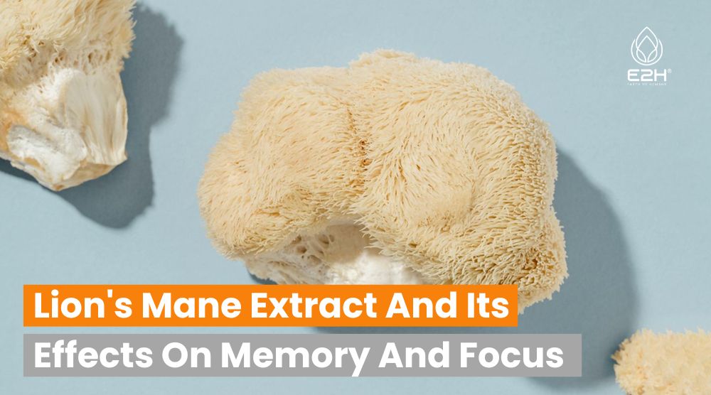 Lion’s Mane Extract And Its Effects On Memory And Focus