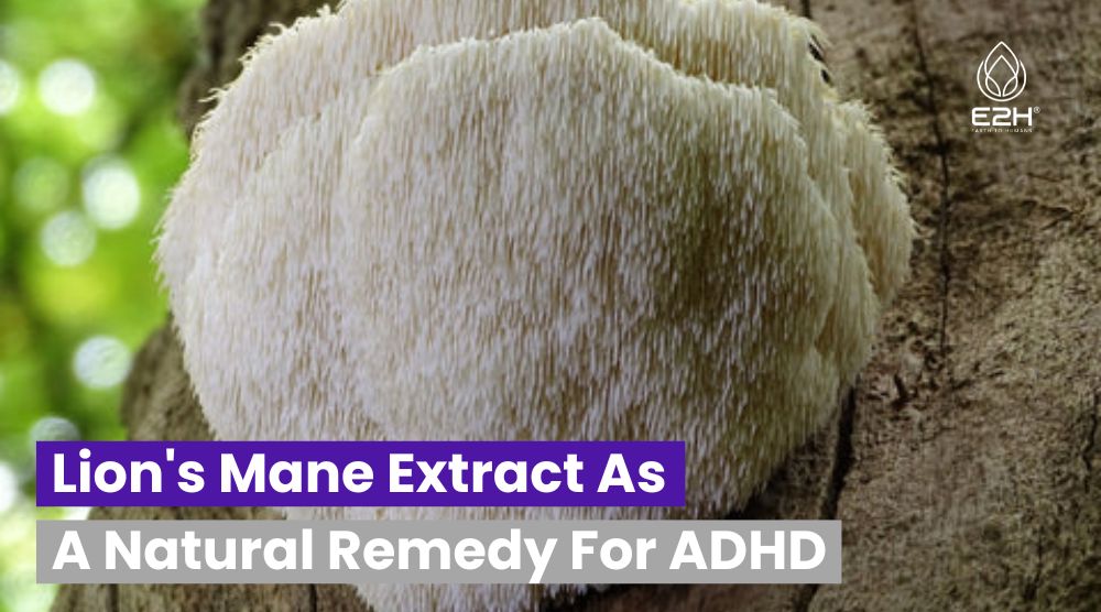 Lion's Mane Extract As A Natural Remedy For ADHD Best Remedy Wellness Blog Articles From E2H