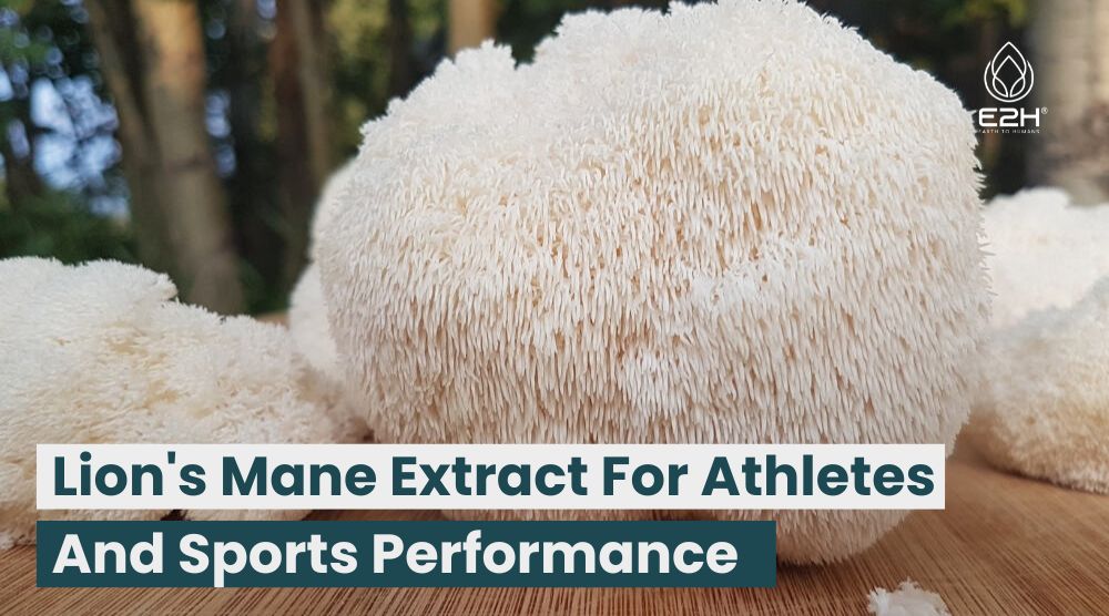 Lion’s Mane Extract For Athletes And Sports Performance: Best Supplements!