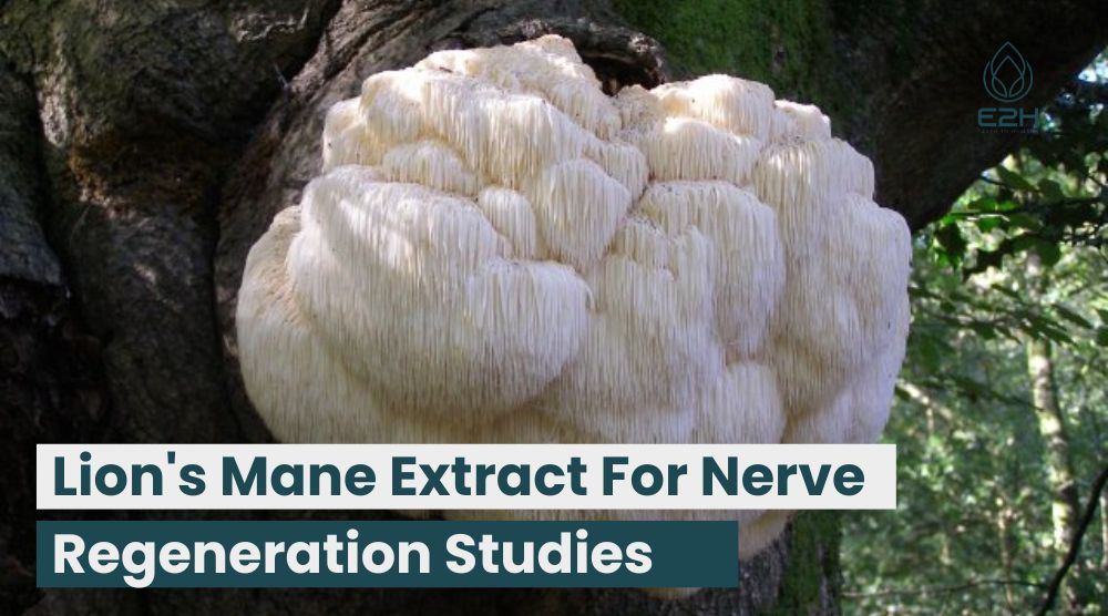 Lion’s Mane Extract For Nerve Regeneration Studies