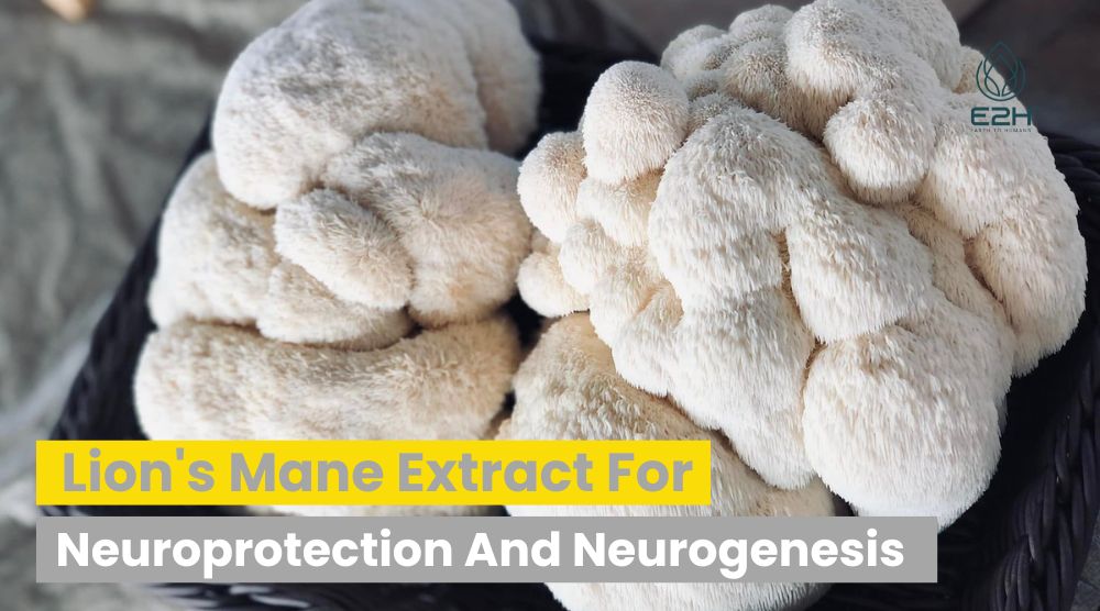 Lion’s Mane Extract For Neuroprotection And Neurogenesis: Enhance Brain Health