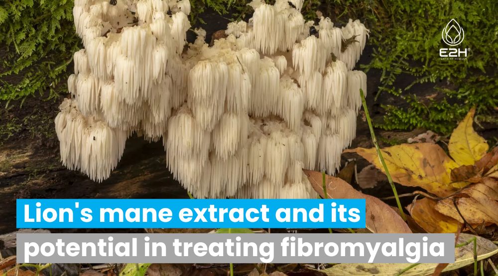 Lion’s Mane Extract And Its Potential In Treating Fibromyalgia