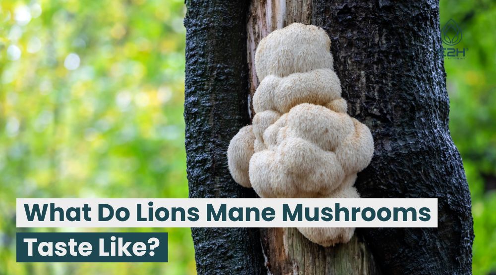 What Do Lions Mane Mushrooms Taste Like