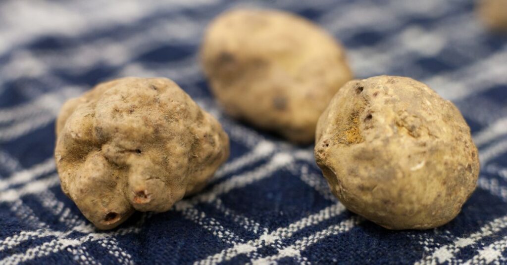 Alba White Truffles