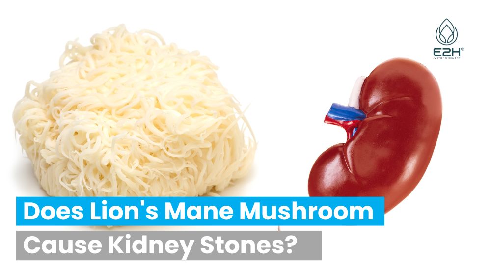 Does Lion’s Mane Mushroom Cause Kidney Stones: No!