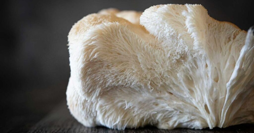 Does Lion's Mane Mushroom Cause Kidney Stones