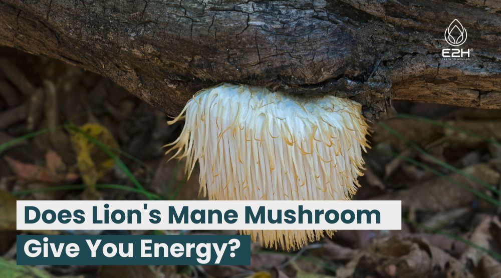 Does Lion’s Mane Mushroom Give You Energy?