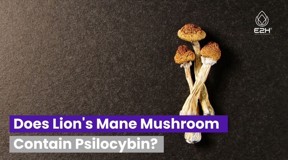 Does Lion’s Mane Mushroom Contain Psilocybin: No!