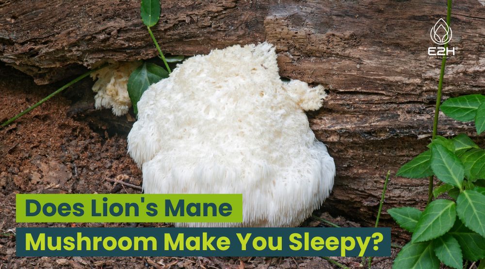 Does Lion’s Mane Mushroom Make You Sleepy?