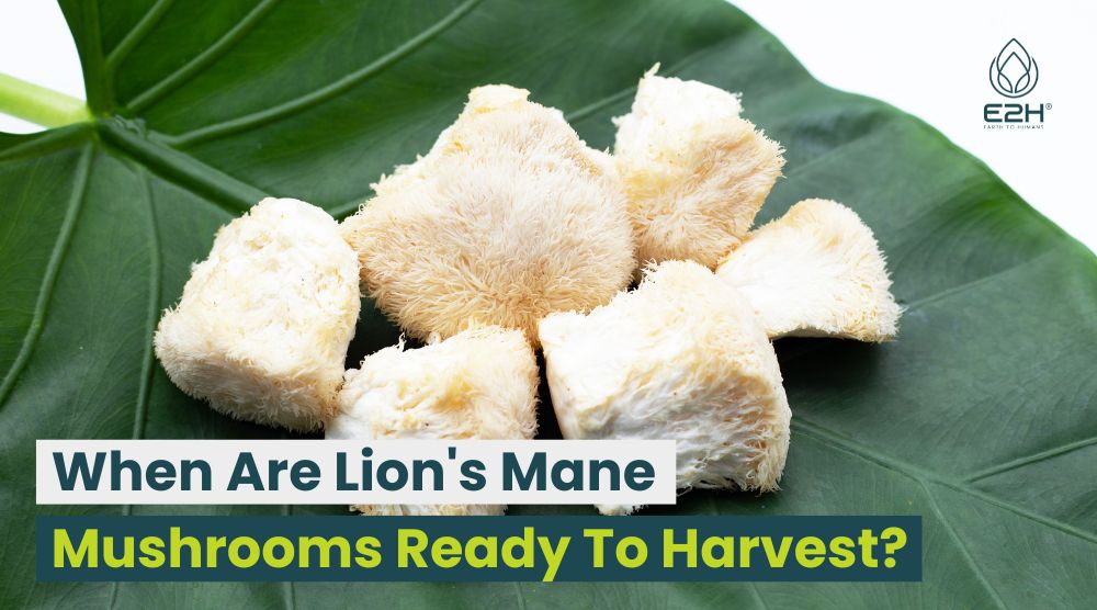 When Are Lion’s Mane Mushrooms Ready To Harvest?