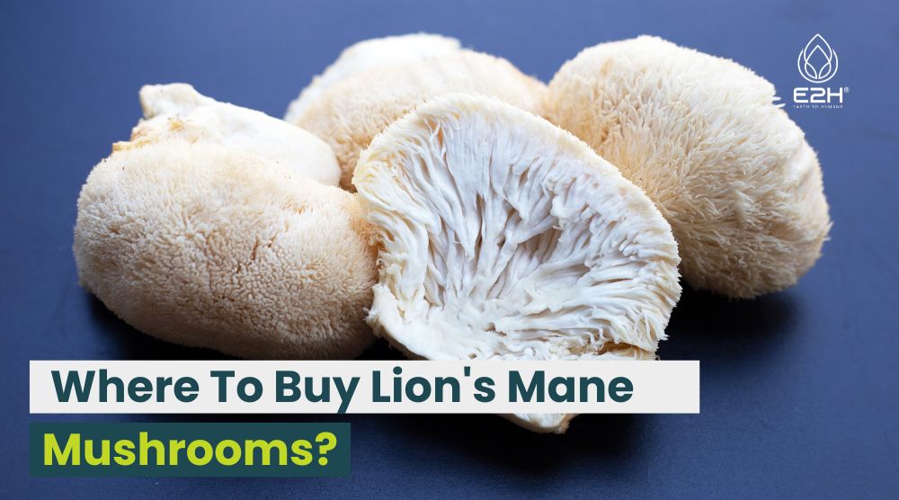 Where To Buy Lion's Mane Mushrooms