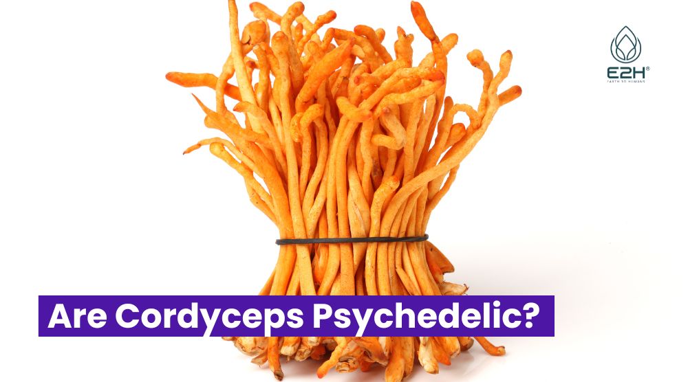 Are Cordyceps Psychedelic