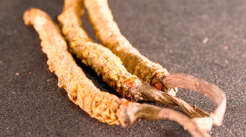 Are Cordyceps Psychoactive