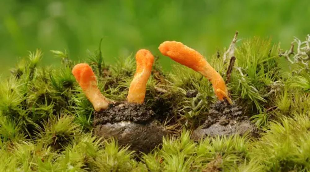 Are Cordyceps Vegan