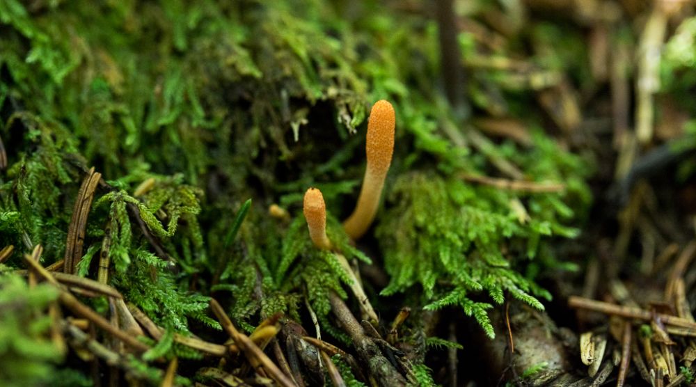 Are Cordyceps Vegan