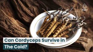 Can Cordyceps Survive in The Cold