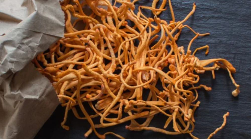 Can Cordyceps Survive in The Cold