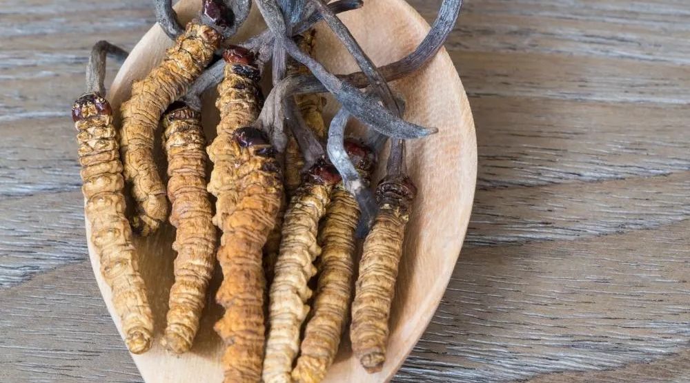 Can Cordyceps Survive in The Cold