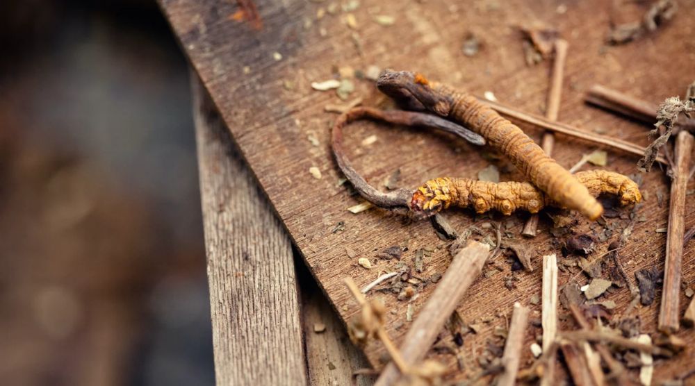 How to Grow Cordyceps