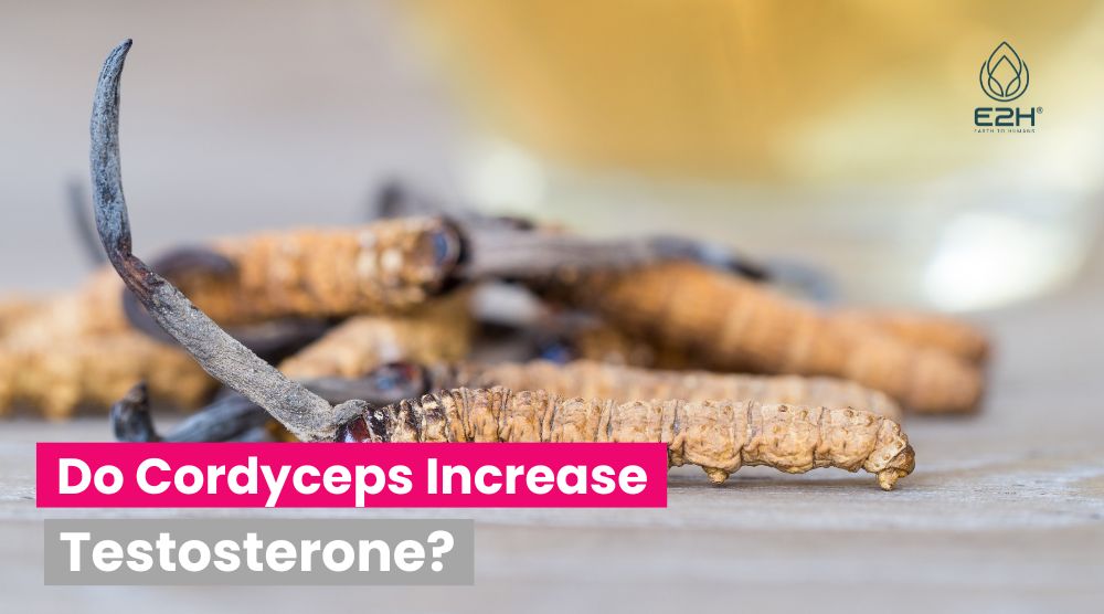 Do Cordyceps Increase Testosterone